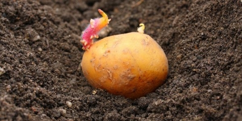 Pravilna sadnja krompira u moskovskoj regiji